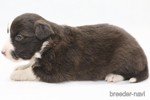 成約済の神奈川県のボーダーコリー-364969の5枚目